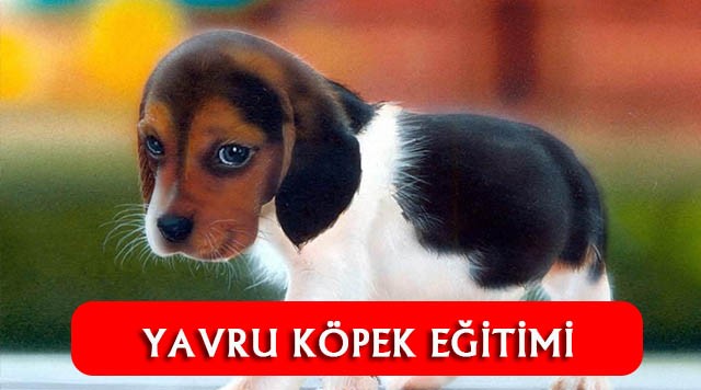 Kolay Yavru Köpek Eğitimi Nasıl Yapılır