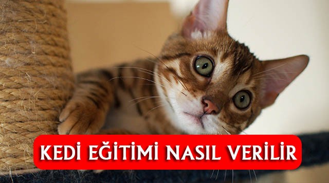 En Etkili Kedi Eğitimi Nasıl Verilir?