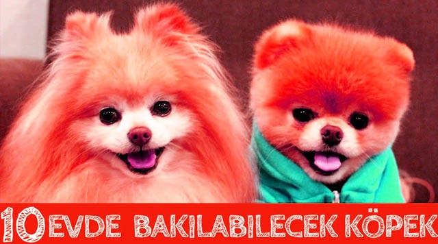 Evcil Köpek İlanı